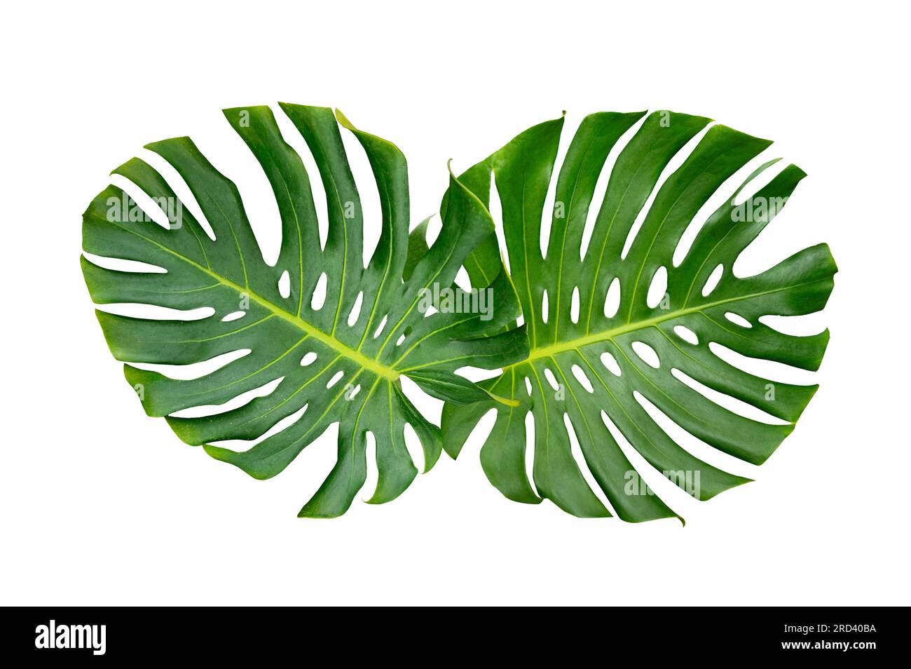 Feuilles feuilles de monstera isoler avec feuilles sur fond blanc sur blanc Banque D'Images