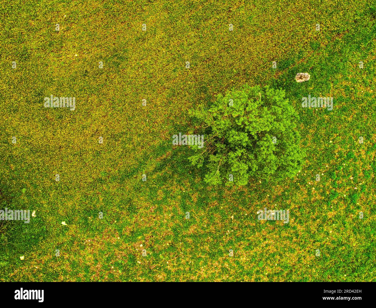 vue aérienne des prairies couvertes de fleurs jaunes et d'amandiers au printemps Banque D'Images