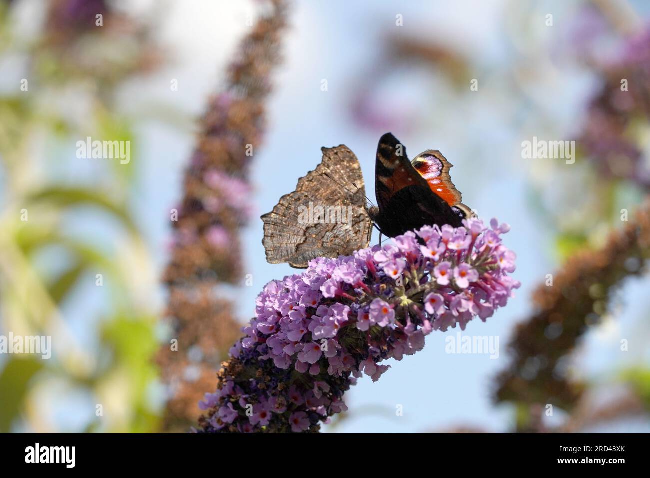 le papillon paon recueille le nectar Banque D'Images