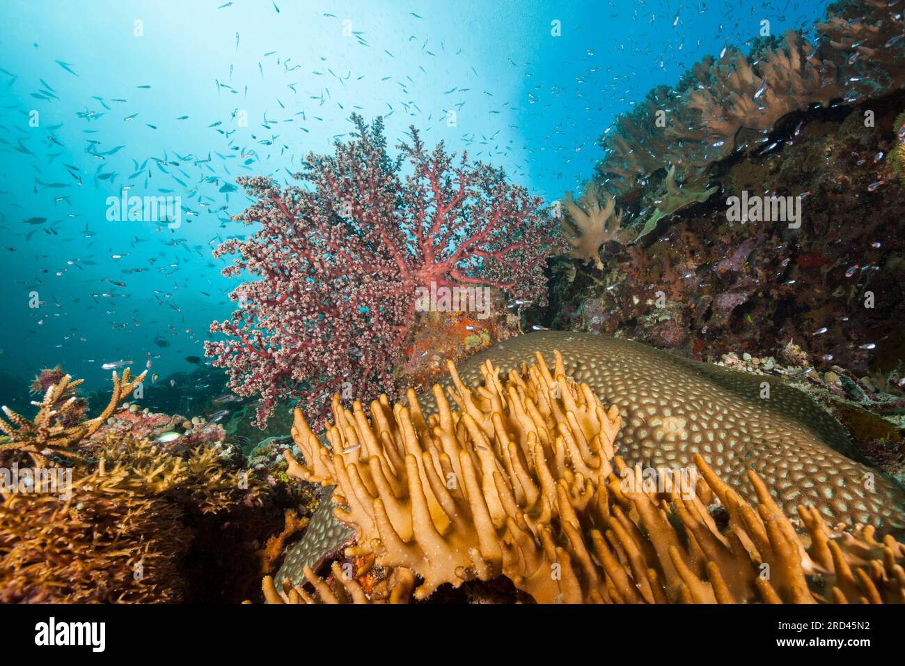 Les récifs coralliens colorés, Raja Ampat, Papouasie occidentale, en Indonésie Banque D'Images