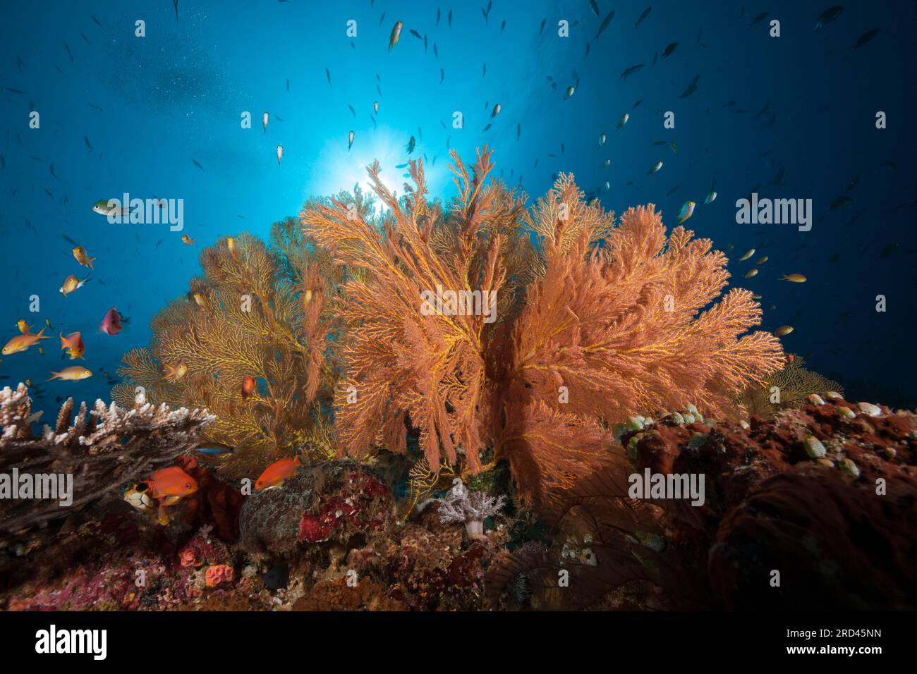 Les récifs coralliens colorés, Raja Ampat, Papouasie occidentale, en Indonésie Banque D'Images