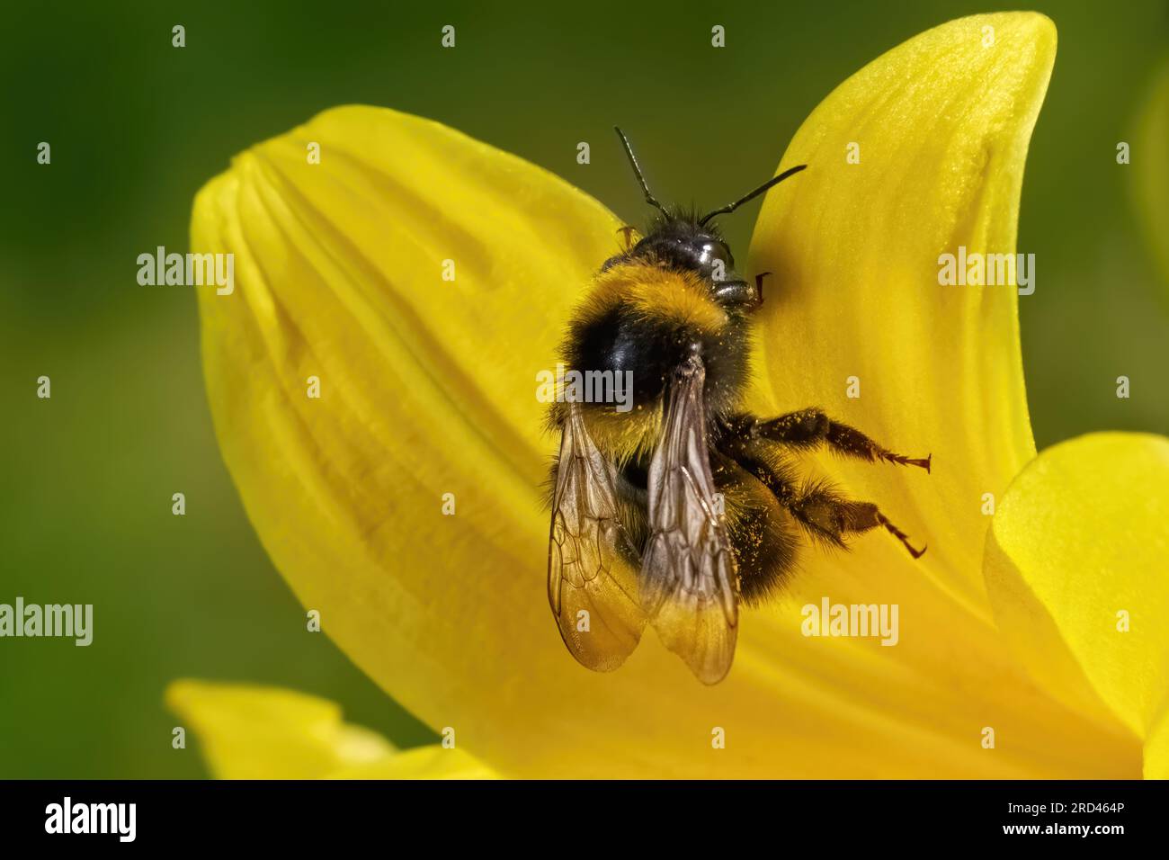 Bumblebee de jardin (Bombus hortorum) gros plan sur les pétales d'un noirly jaune Banque D'Images