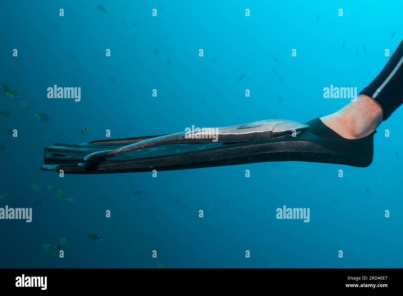Suckerfish sur divers nageoires, Echeneis Naucrates, Raja Ampat, Papouasie occidentale, Indonésie Banque D'Images