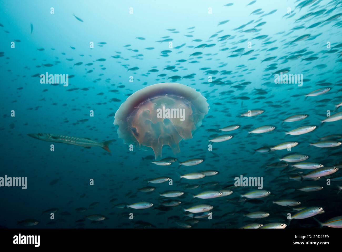 Méduse flottant en mer, Raja Ampat, Papouasie occidentale, Indonésie Banque D'Images