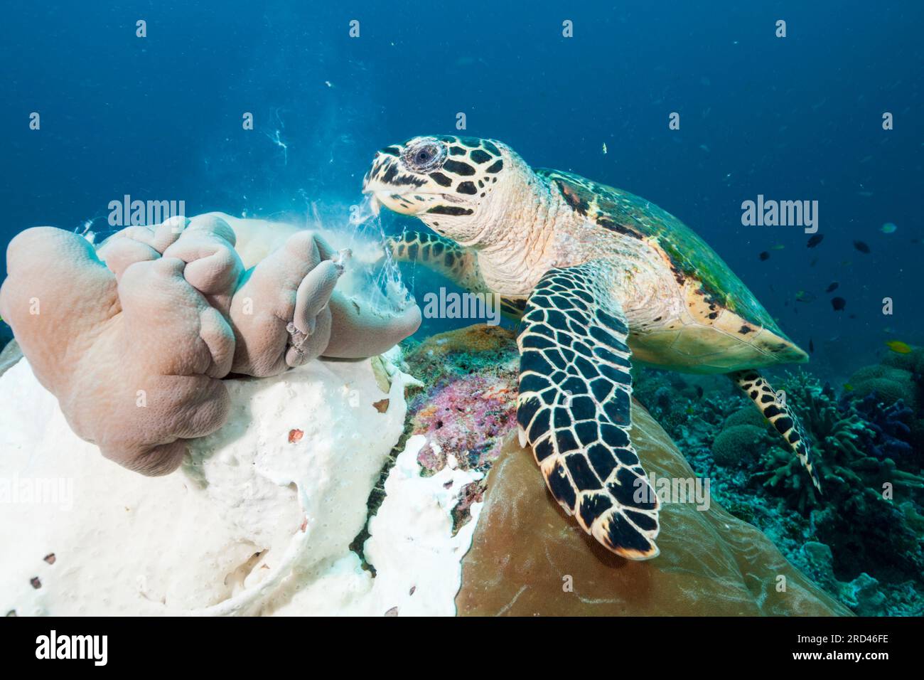 La tortue imbriquée, Eretmochelys imbricata, Raja Ampat, Papouasie occidentale, en Indonésie Banque D'Images