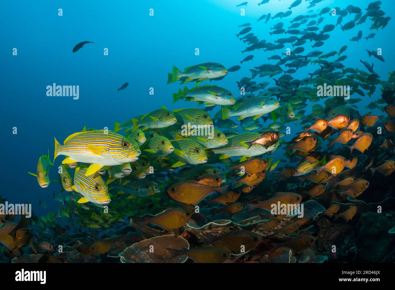 Banc de gaterins, ruban jaune Plectorhinchus polytaenia, Raja Ampat, Papouasie occidentale, en Indonésie Banque D'Images