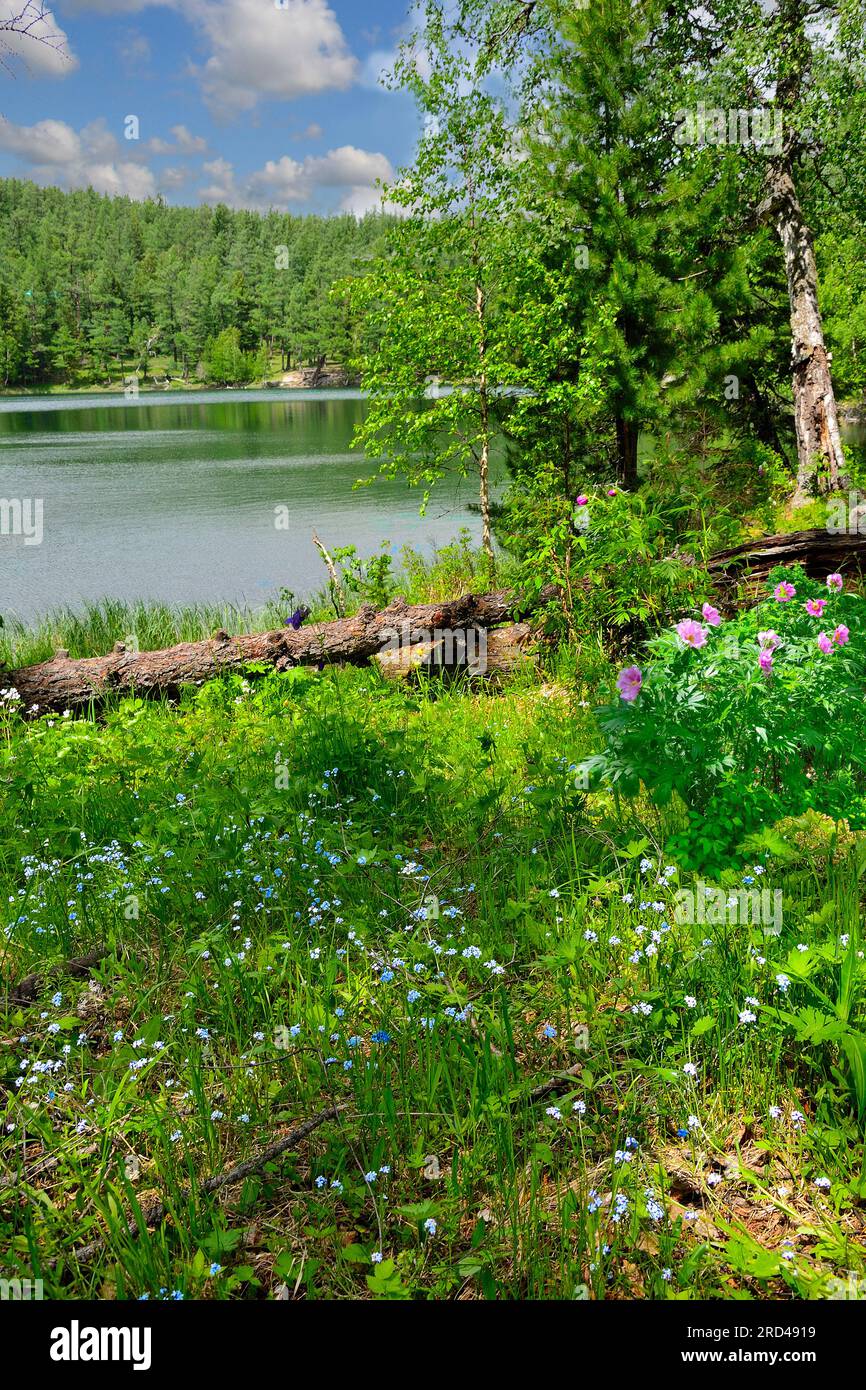 Clairière fleurie sur la rive d'un lac de montagne avec une forêt dense de conifères autour d'elle. Magnifique paysage de montagne ensoleillé d'été avec bleu sauvage et rose Banque D'Images