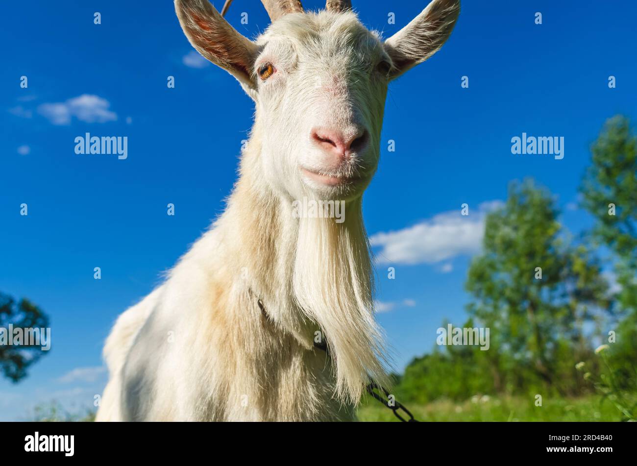 Portrait de chèvre blanche dans le village, pâturant dans la nature Banque D'Images