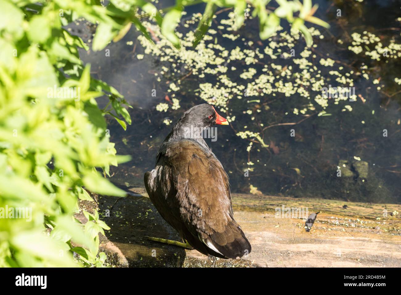 Moorhen (Gallinula chloropus) debout au bord d'un étang Banque D'Images