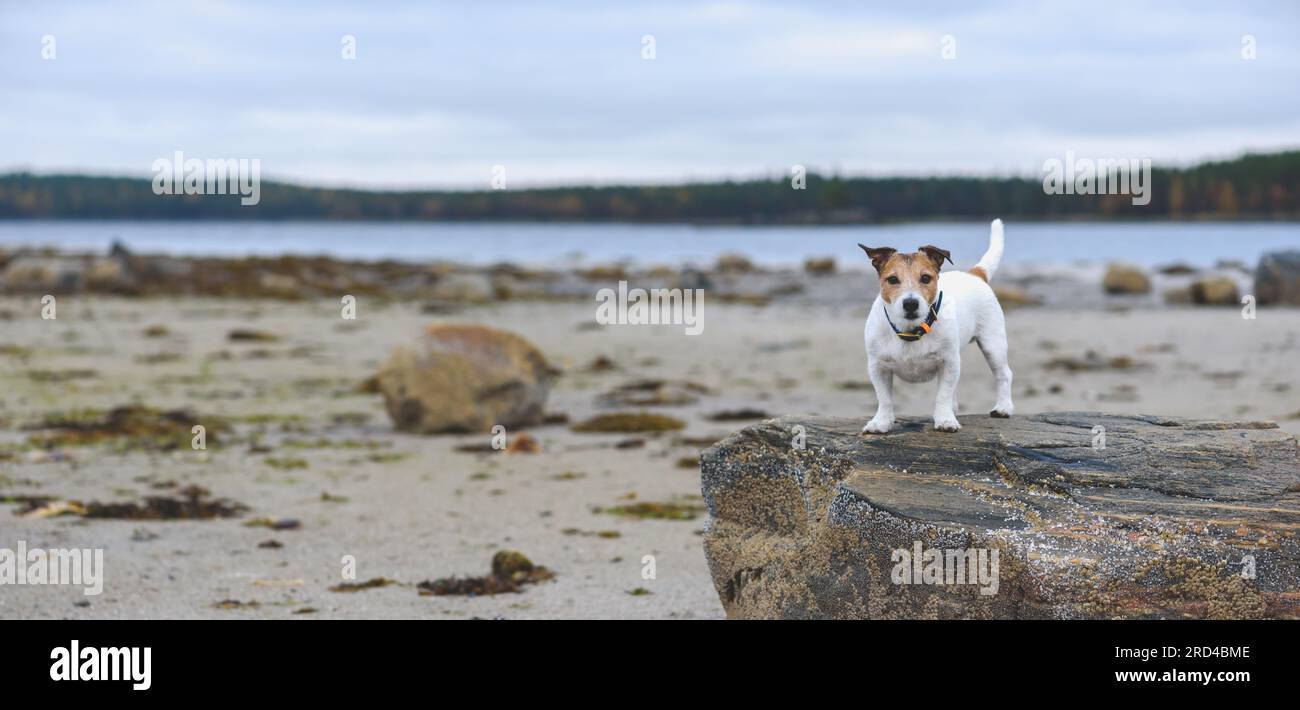 Fond de bannière panoramique avec chien marchant à la plage à marée basse le jour de l'automne Banque D'Images