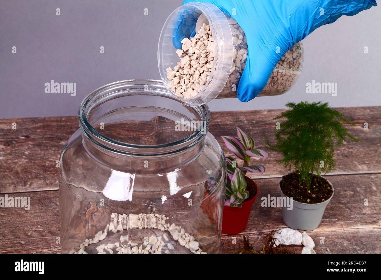 Pot en verre et plantes de maison pour faire un jardin de terrarium intérieur Banque D'Images