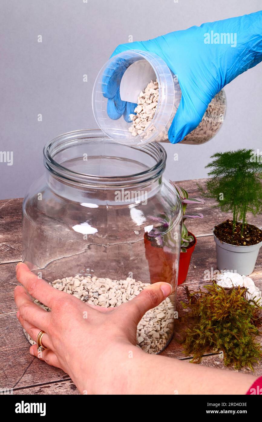Pot en verre et plantes de maison pour faire un jardin de terrarium intérieur Banque D'Images