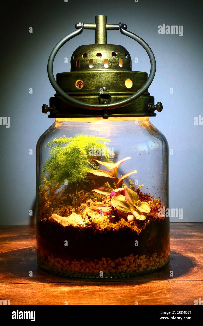 Terrarium illuminé sur une table en bois Banque D'Images