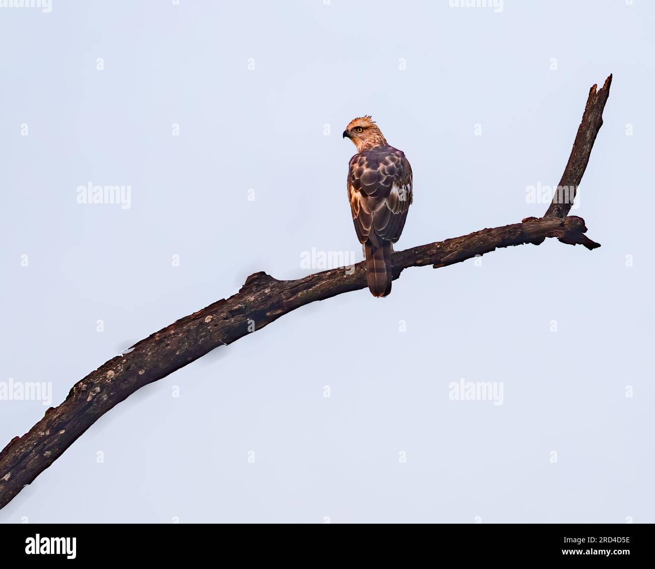 Un aigle changeable regardant en arrière Banque D'Images