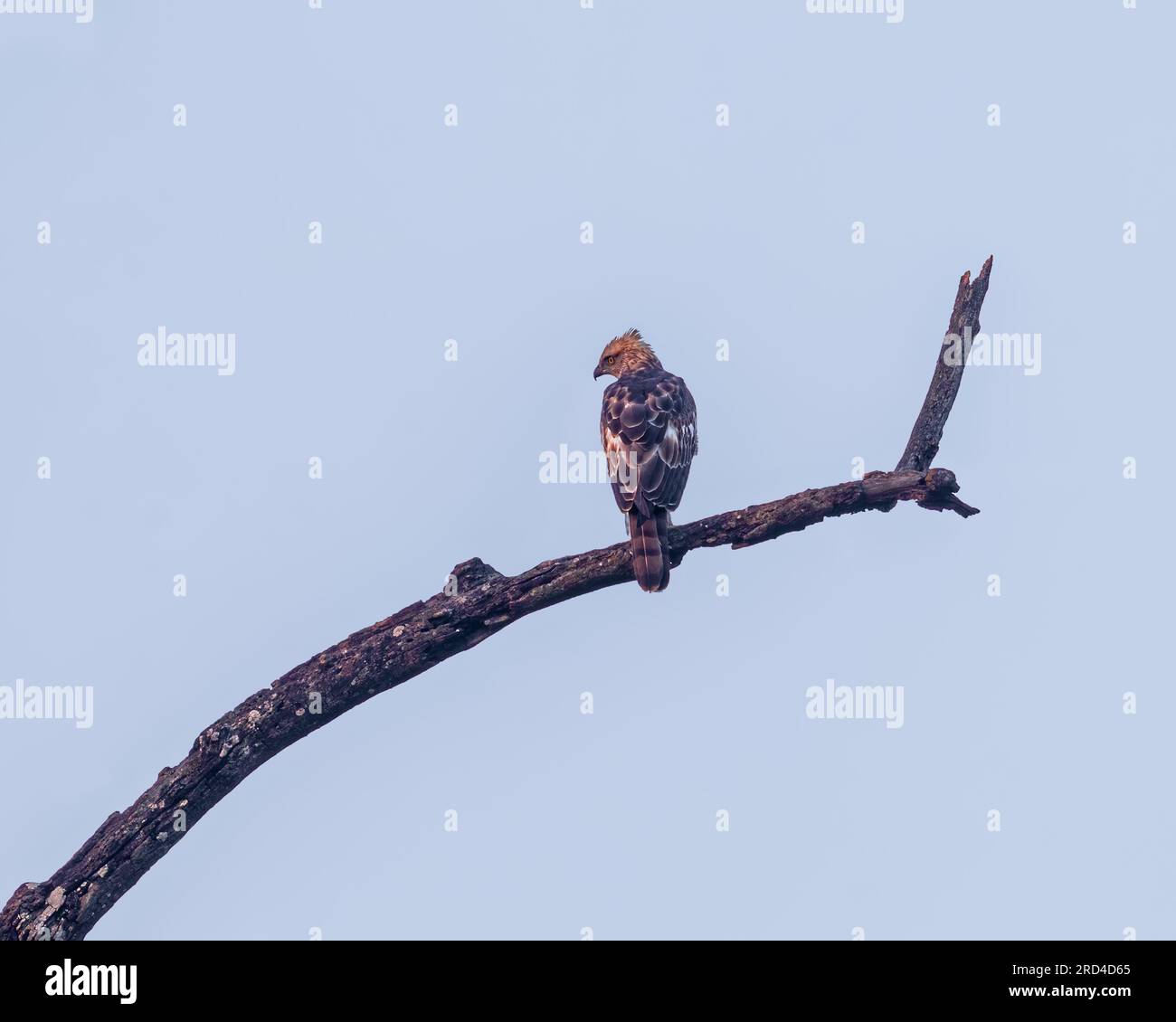 Un aigle modifiable reposant sur une branche Banque D'Images