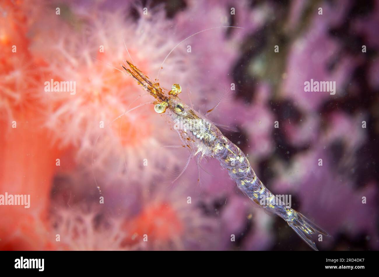 Crevettes opossum nageant sous l'eau dans le St. Lawrence River au Canada Banque D'Images