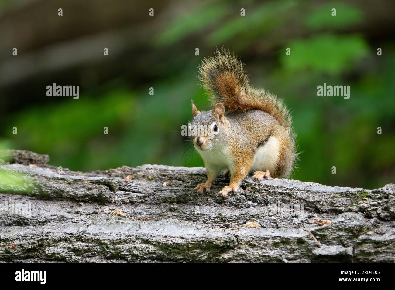 Écureuil debout sur un arbre mort dans un parc national. Banque D'Images