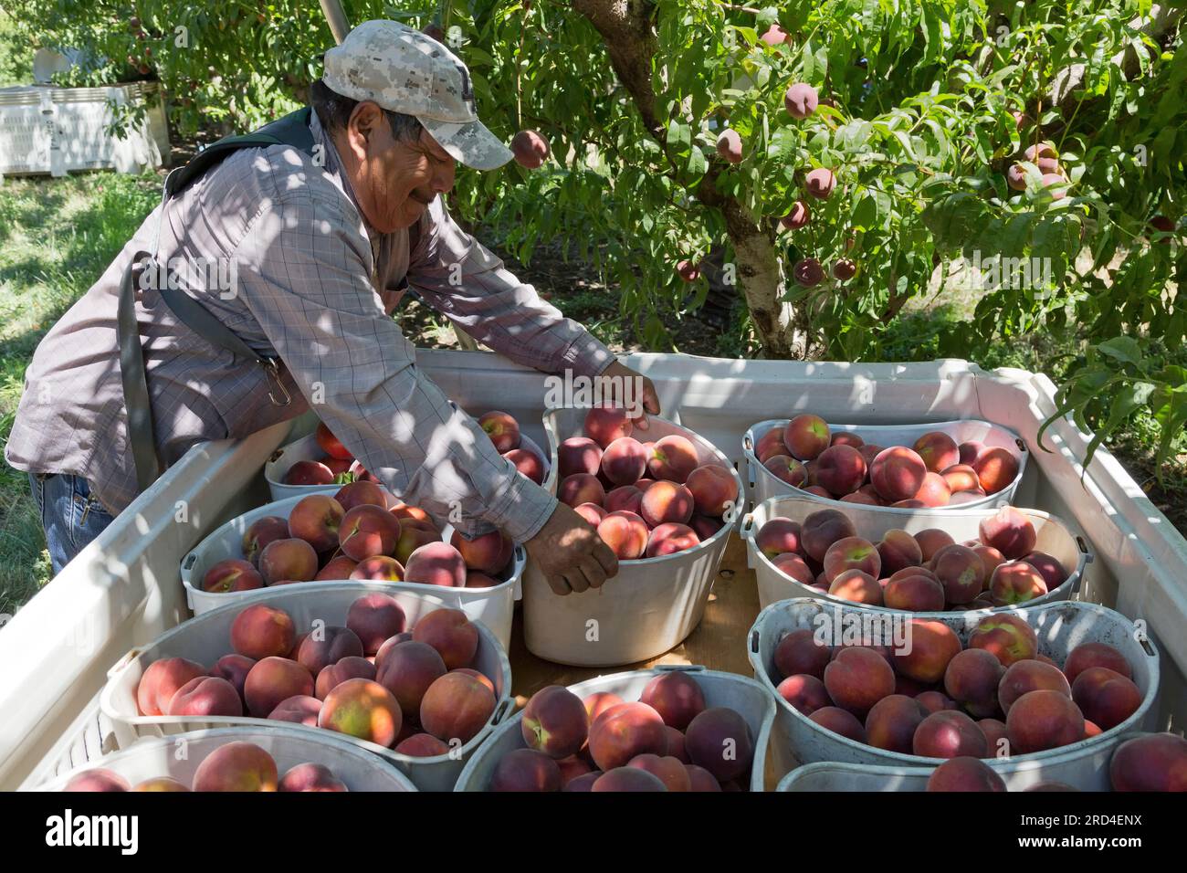 Travailleur (hispanique) déposant des pêches récoltées 'Rich Lady' (Prunus persica) dans un bac de transport, verger, gorge du fleuve Columbia, Washington. Banque D'Images
