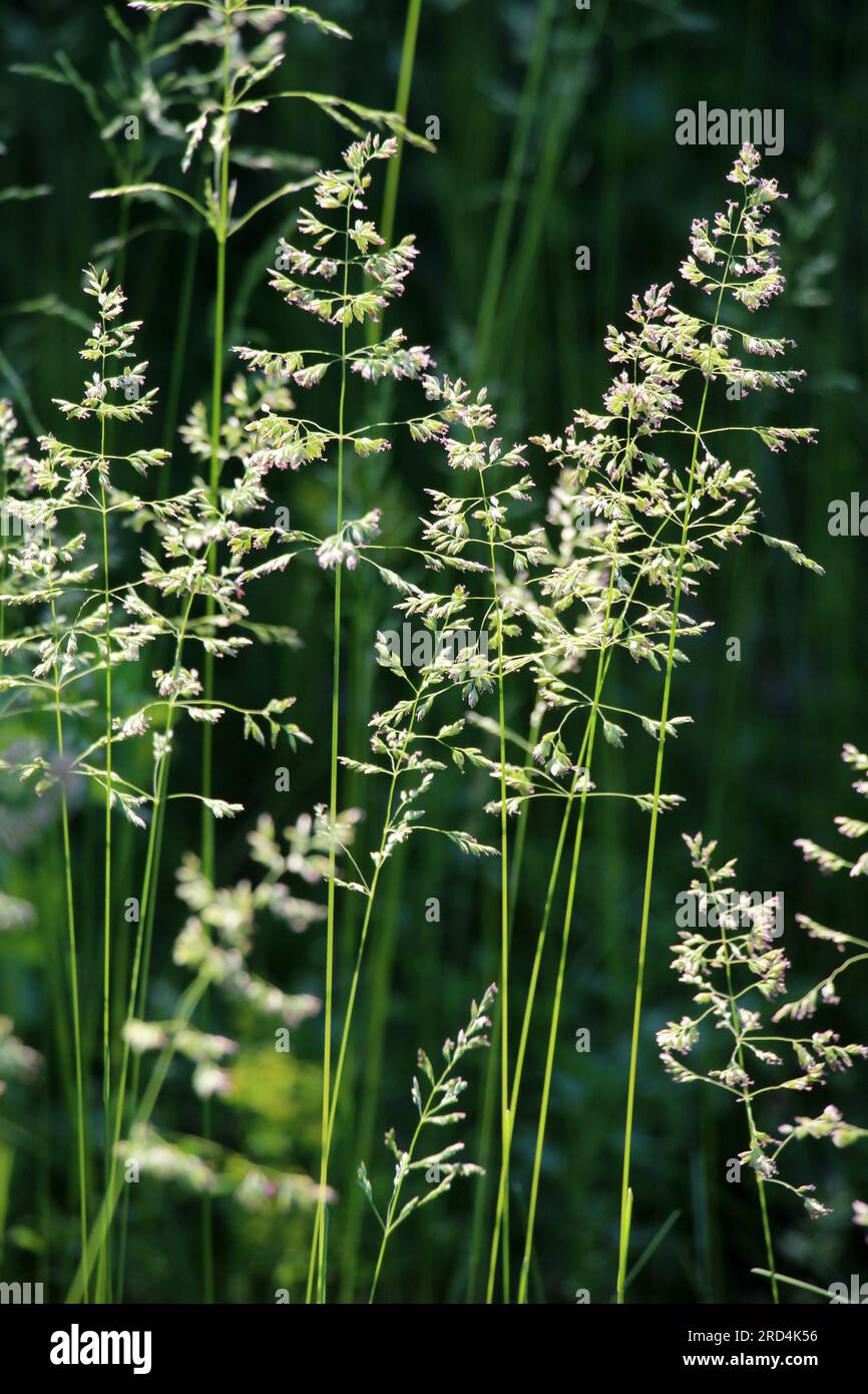 Dans le pré parmi les herbes sauvages dans le pâturage pousse POA. Banque D'Images