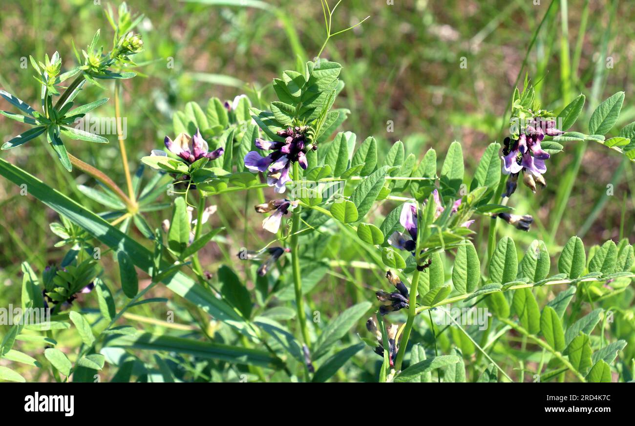 Vicia sepium pousse parmi les herbes dans la nature Banque D'Images