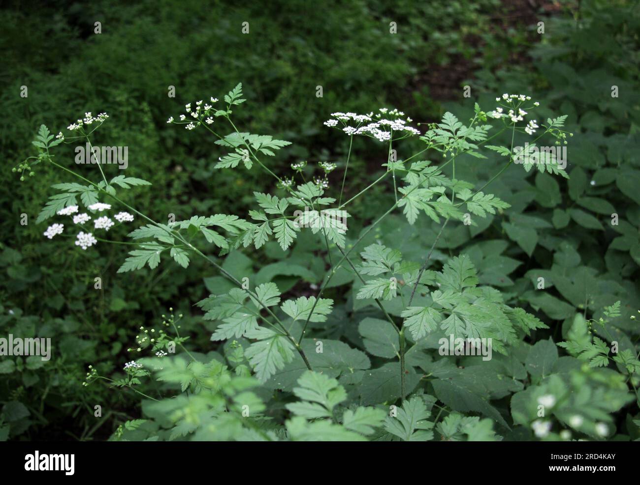 La plante toxique chaerophyllum temulum pousse dans la nature Banque D'Images