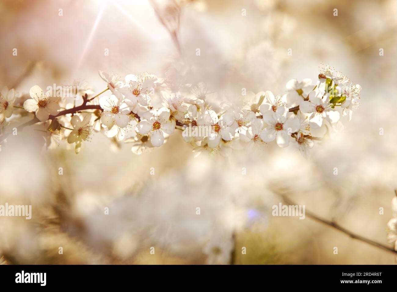 Une branche de prunier fleurie au soleil. Fleurs blanches denses d'un prunier, semblables aux fleurs de cerisier, par une journée ensoleillée Banque D'Images