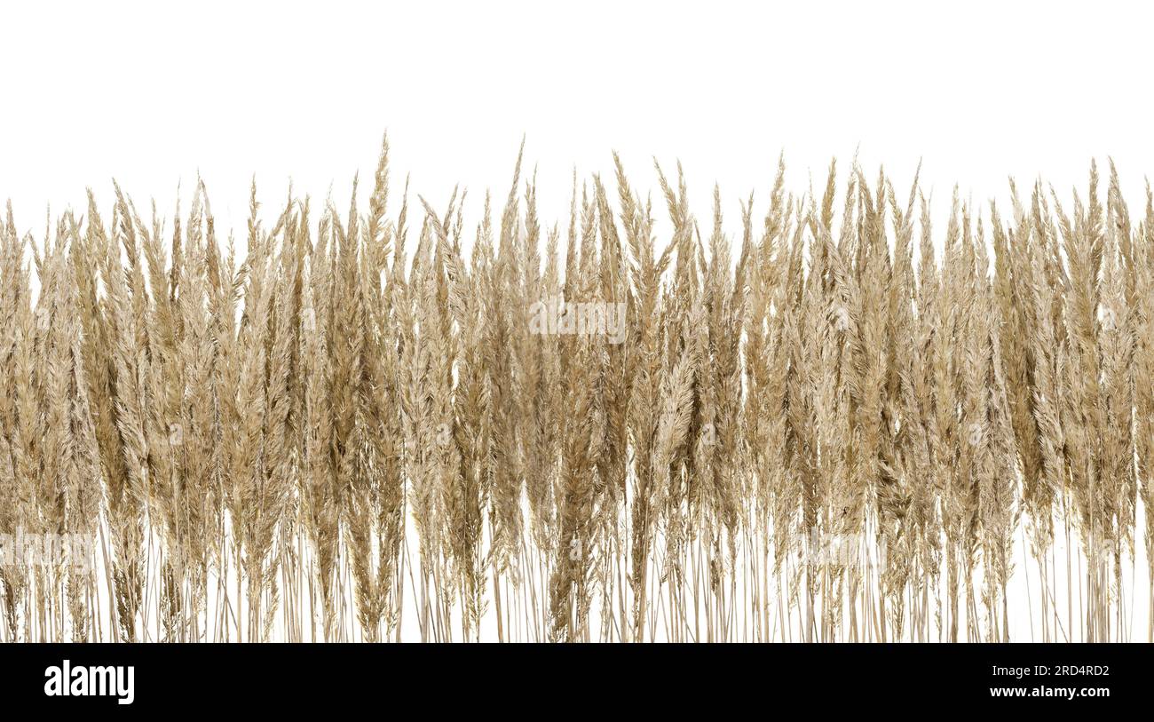 Herbes ornementales de couleur paille, sur fond blanc. Paruline roseau de sable, - Calamagrostis épigejos. Banque D'Images