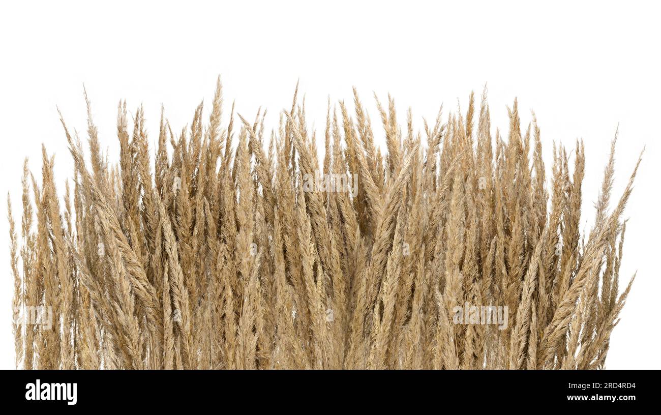 Herbes ornementales de couleur paille, sur fond blanc. Paruline roseau de sable, - Calamagrostis épigejos. Banque D'Images