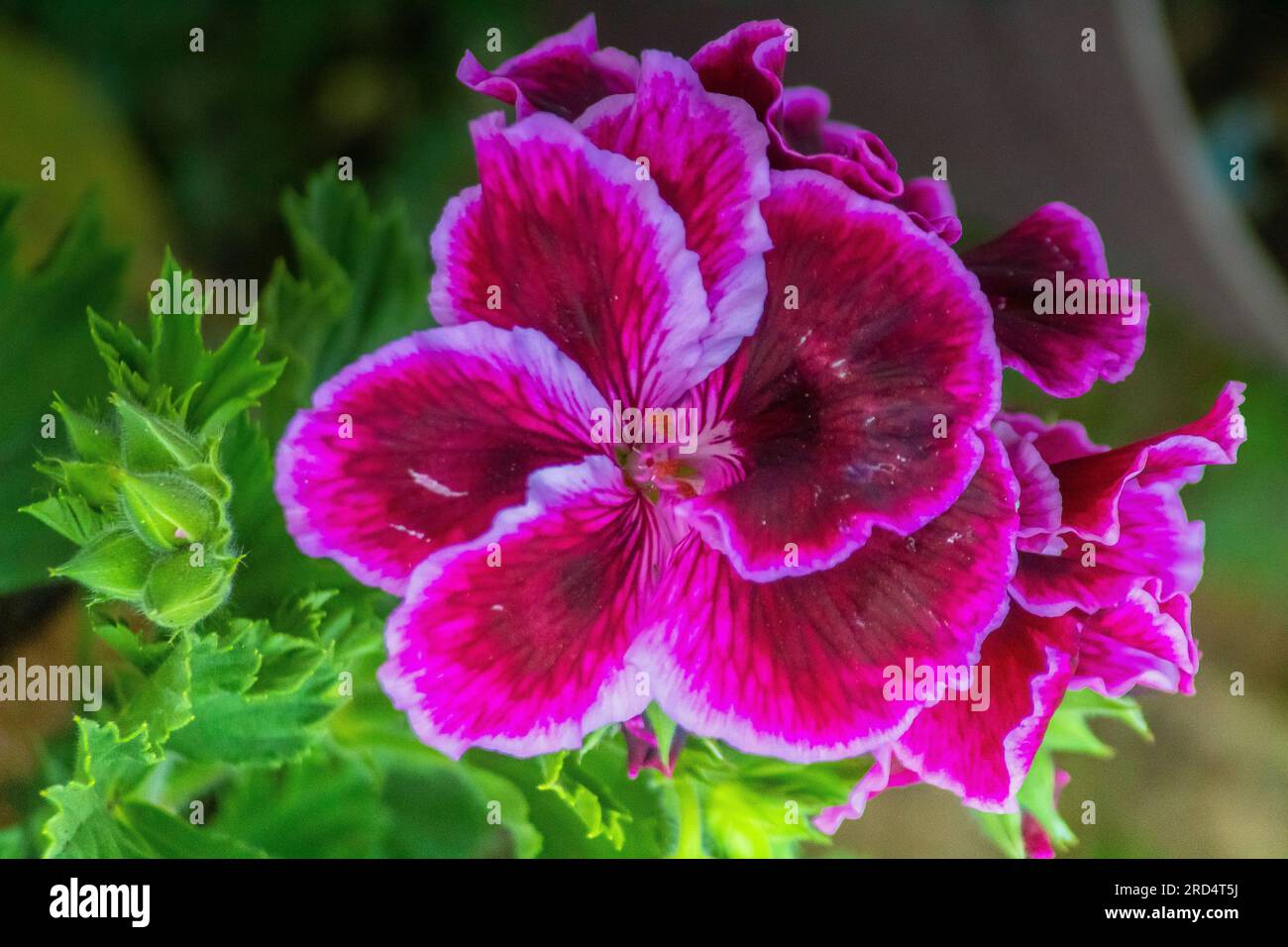 Gracieux Regal Pelargoniums florissant dans un environnement naturel Banque D'Images