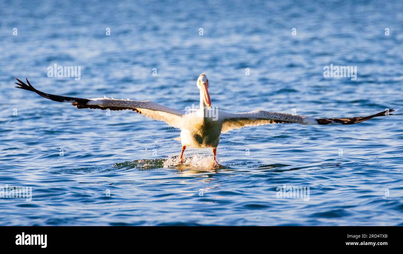 Pélican blanc d'Amérique (Pelecanus erythrorhynchos) prenant son envol avec les ailes complètement déployées - vue de face - Eagle Lake - Comté de Lassen Californie, États-Unis. Banque D'Images