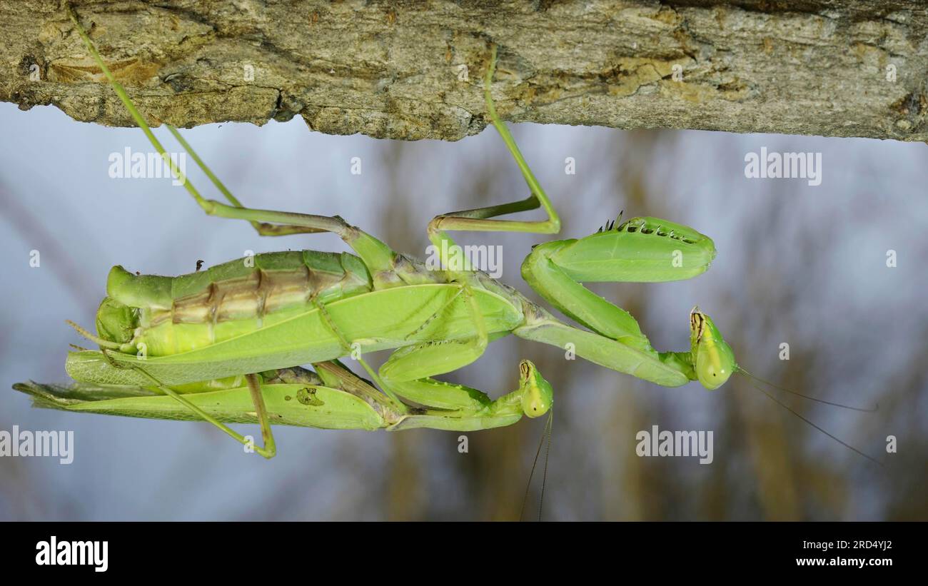 Processus d'accouplement de la prière des mantises. Couple de mantis de prière accrochée sous branche d'arbre. Mantis d'arbre transcaucasien (Hierodul transcaucasica) Banque D'Images
