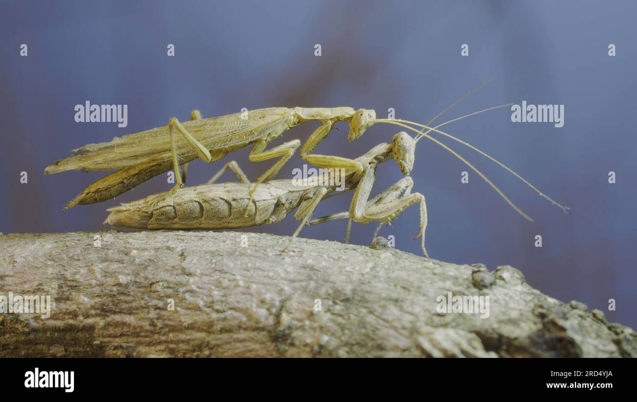 Clode-up de couple de mantis priing accouplement sur branche d'arbre. Le processus d'accouplement de la prière des mantes. Mantis de prière de Crimée (Ameles heldreichi) Banque D'Images