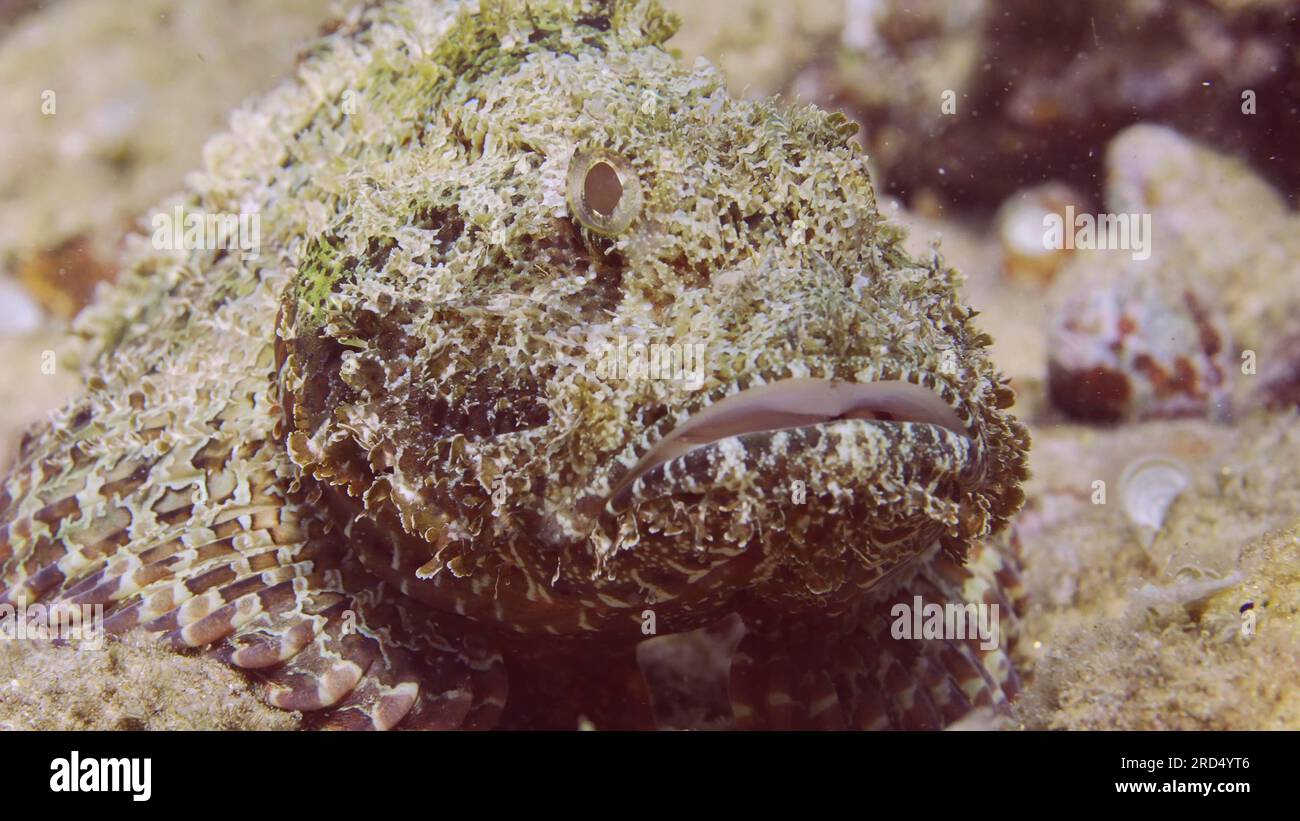 Gros plan portrait de Scorpionfish barbelé (Scorpaenopsis barbata) se trouve près de la pierre sur le fond marin dans la lumière du soleil, Mer Rouge, Egypte Banque D'Images