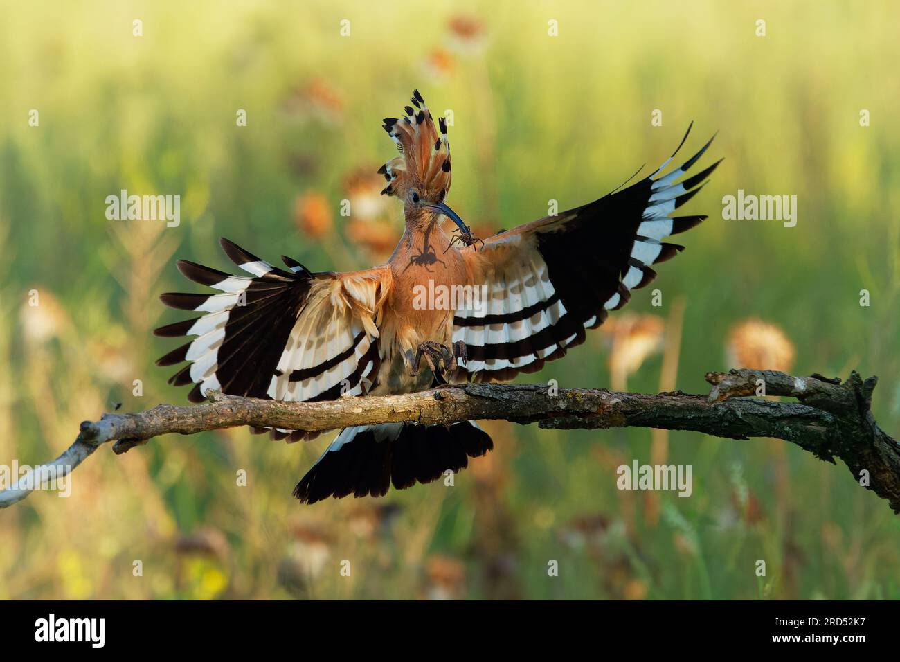 Eurasian Hoopoe - Upupa epops nourrissant ses poussins capturés en vol. Ailes larges, crête typique et proie - araignée - dans le bec. Insecte de chasse, lézar Banque D'Images