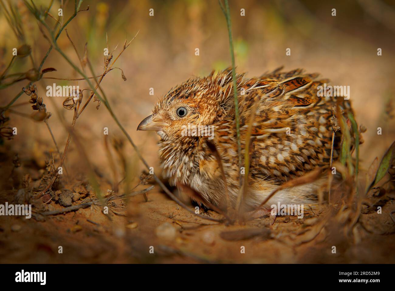 Little Buttoncail - Turnix velox petit oiseau sans rapport avec les vraies cailles, résidant en Australie, trouvé dans les habitats de prairie, petit oiseau brun caché Banque D'Images