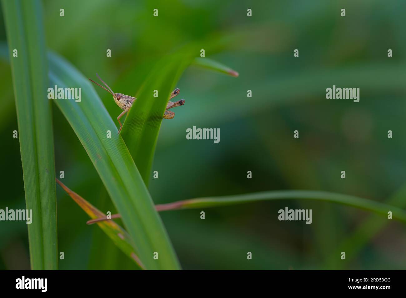 Gros plan, criquet pèlerin (Calliptamus italicus), assis sur un brin d'herbe, neustadt am Ruebenberge, Allemagne Banque D'Images