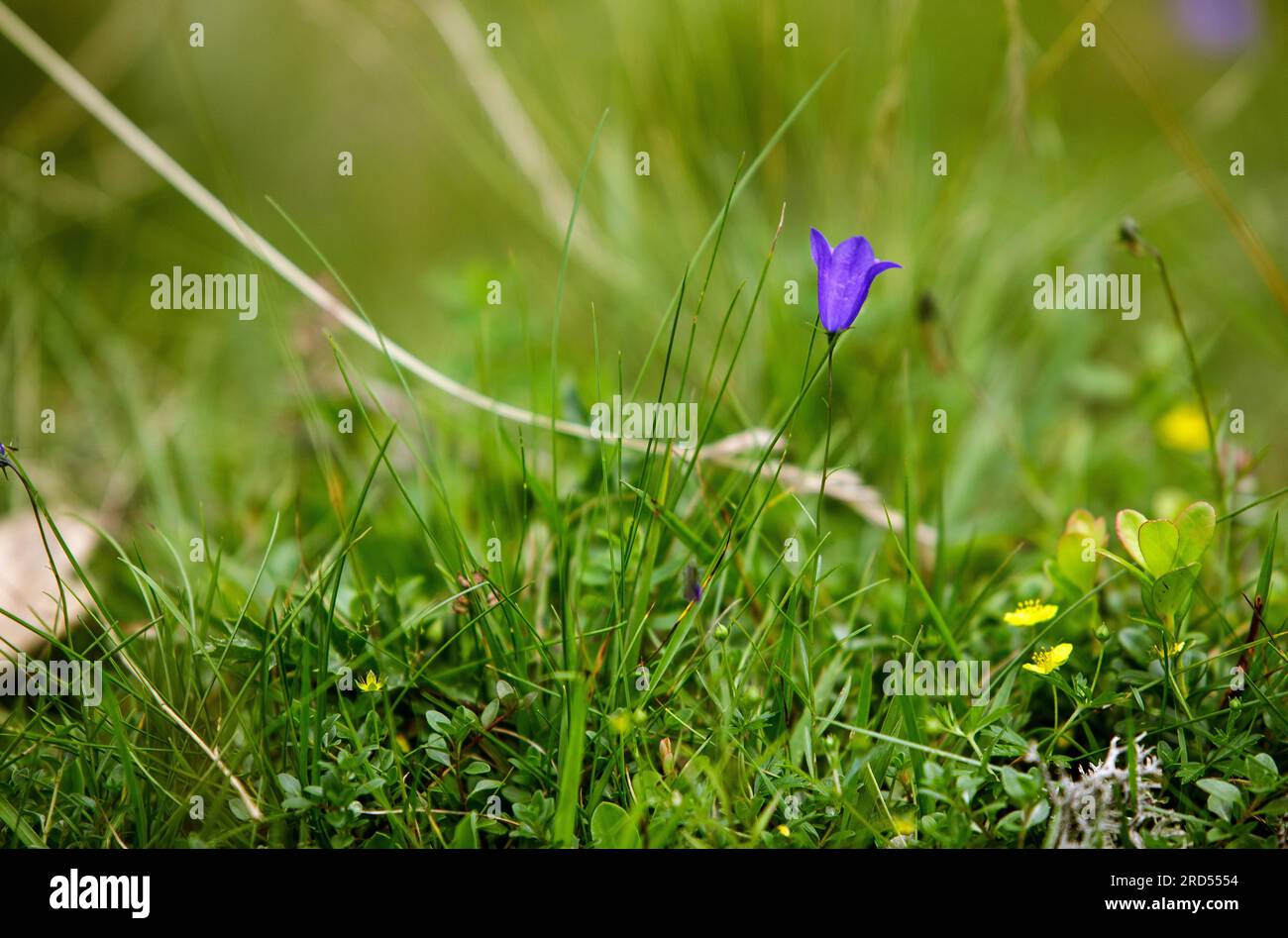 Prairie alpine avec gentiane et cr Banque D'Images