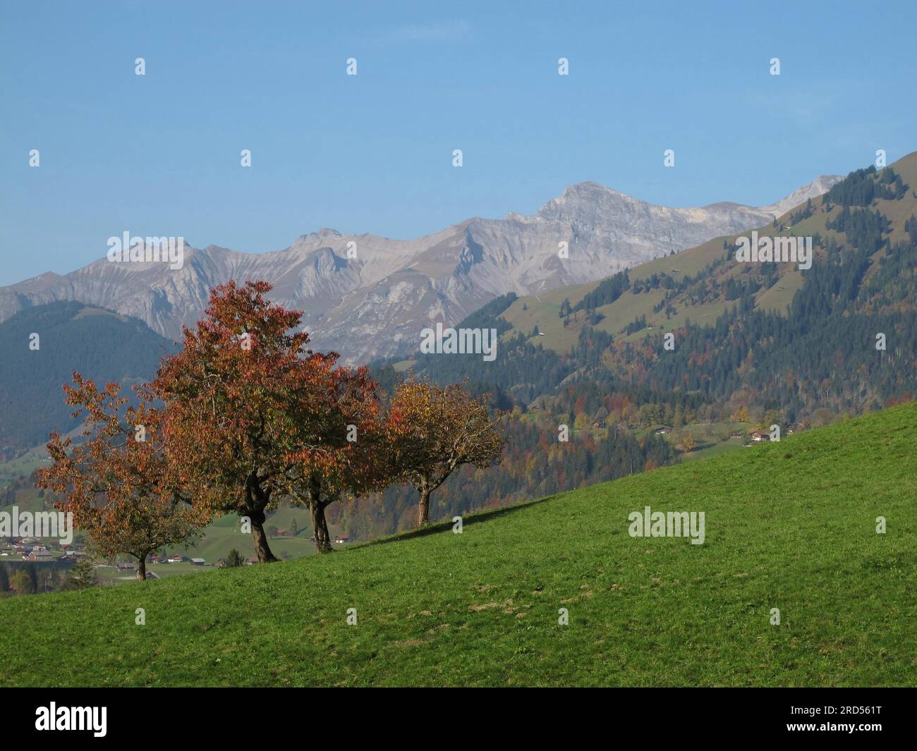 Cerisiers à l'automne, montagnes Banque D'Images