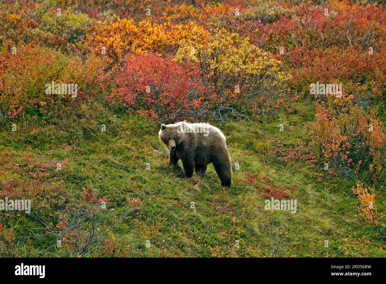 Le grizzli (Ursus arctos horribilis) traverse la toundra colorée en automne avec vue sur les buissons de baies colorées, parc national de Denali Banque D'Images