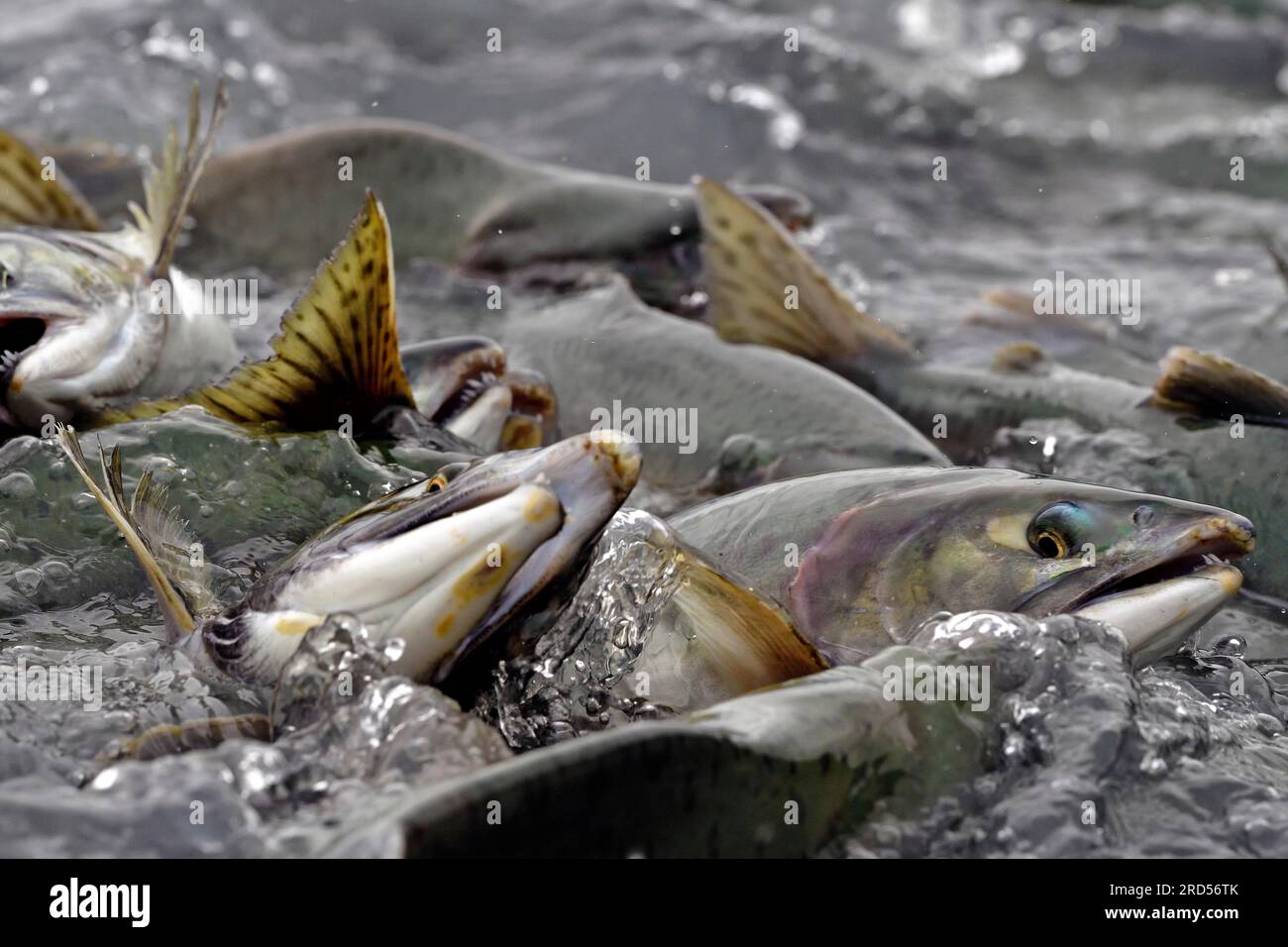 Les saumons roses (Oncorhynchus gorbuscha) nagent densément tassés en amont sur leur chemin vers les frayères, dans la baie du Prince William, Alaska, États-Unis Banque D'Images