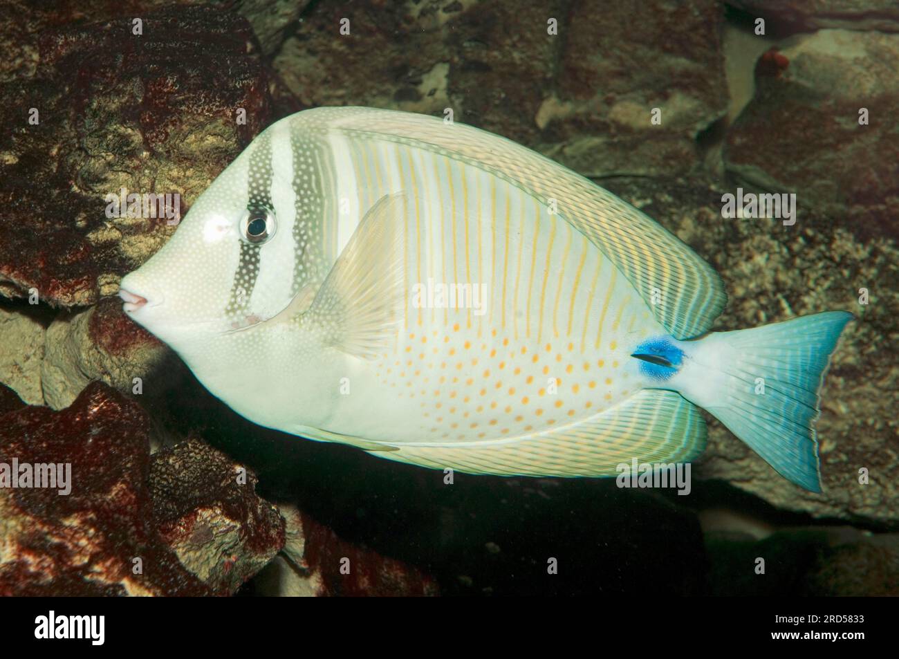 Desjardind's Sailfin Tang (Zebrasoma desjardinii), Sail-nageonfish indien, Sailfin Tang de la mer Rouge, Indian Sailfin Tang, Indian Ocean Sailfin Tang Banque D'Images