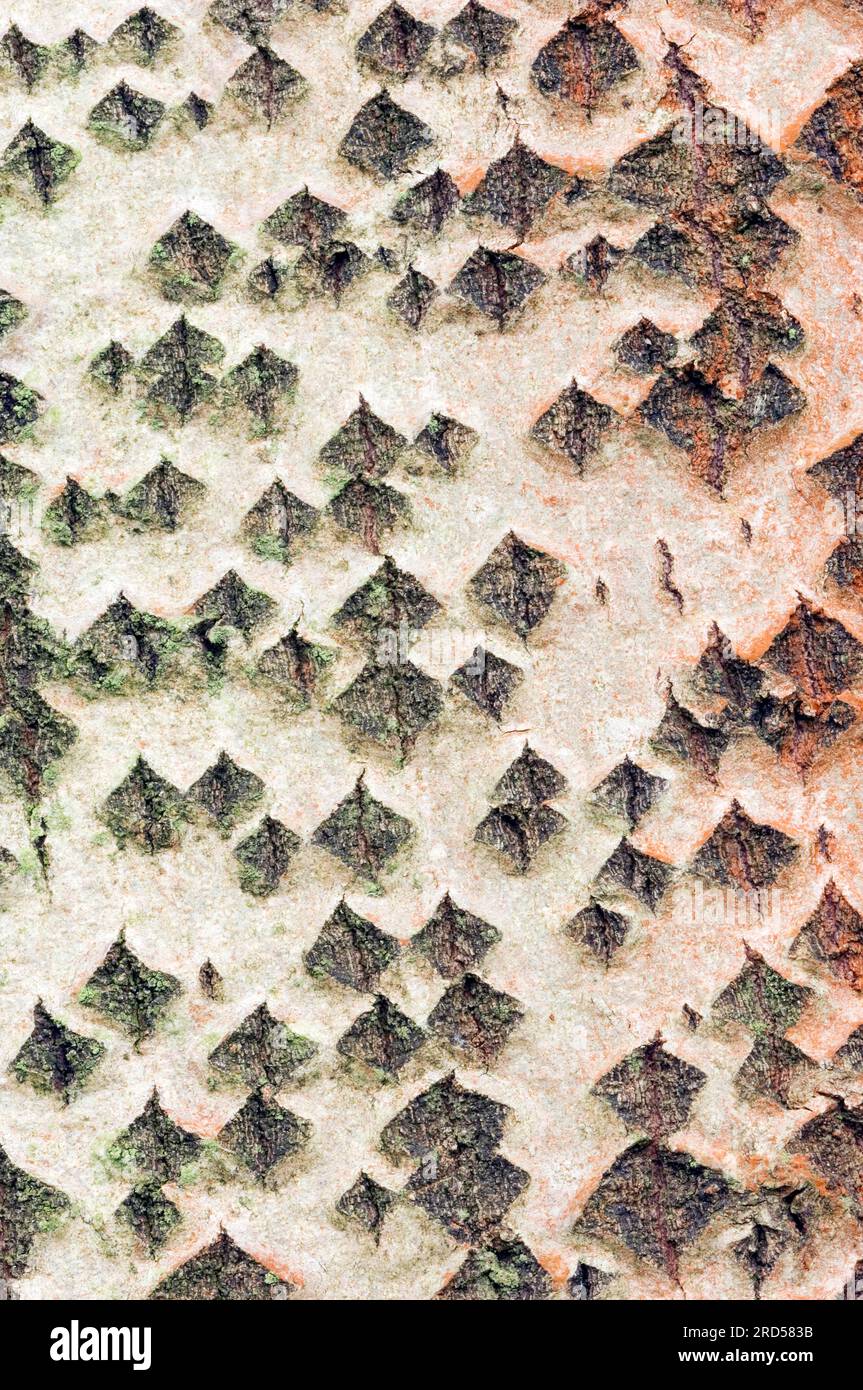 Peuplier argenté (Populus alba), écorce, Rhénanie du Nord-Westphalie, peuplier blanc, Allemagne Banque D'Images