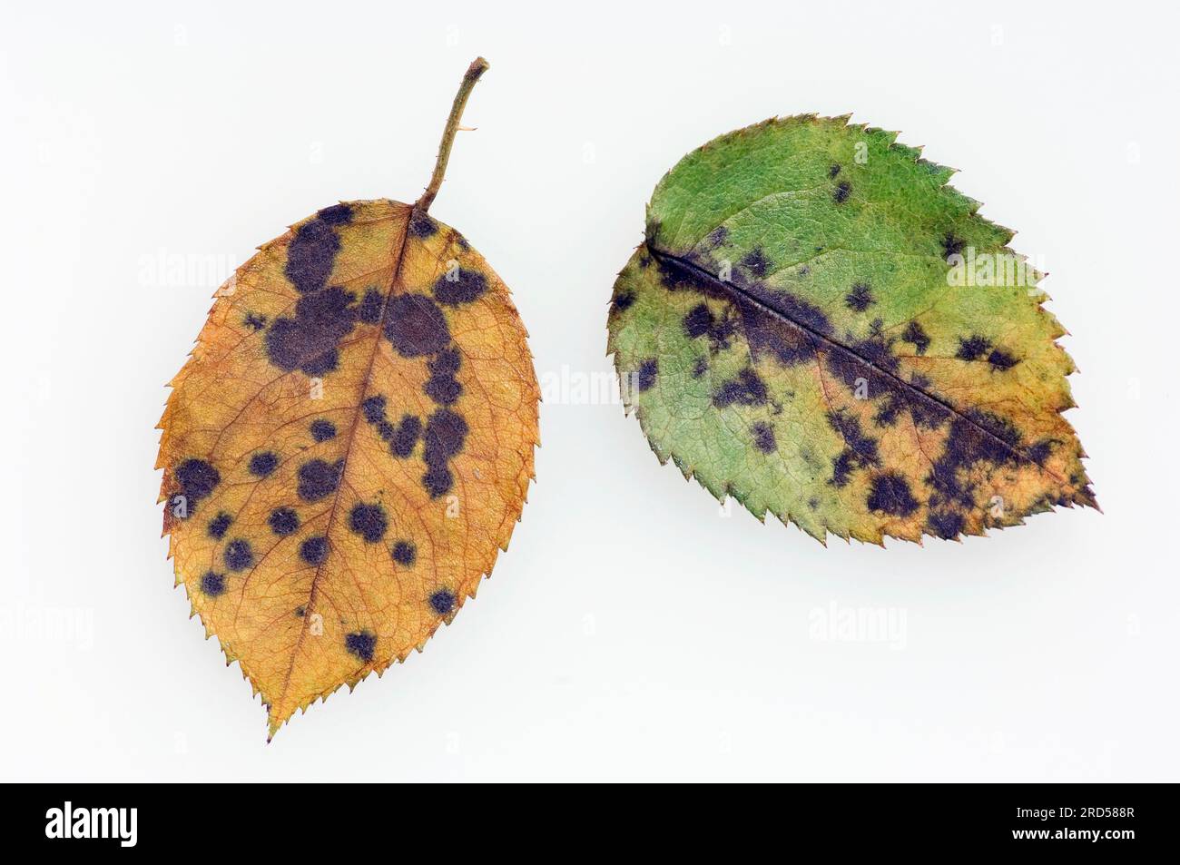 Tache noire rose sur les feuilles de rose (Diplocarpon rosae) (Actinonema rosae) (Asteroma rosae) (Marssonina rosae), maladie fongique Banque D'Images Tache noire rose sur les feuilles de rose (Diplocarpon rosae) (Actinonema rosae) (Asteroma rosae) (Marssonina rosae), maladie fongique Banque D'Images