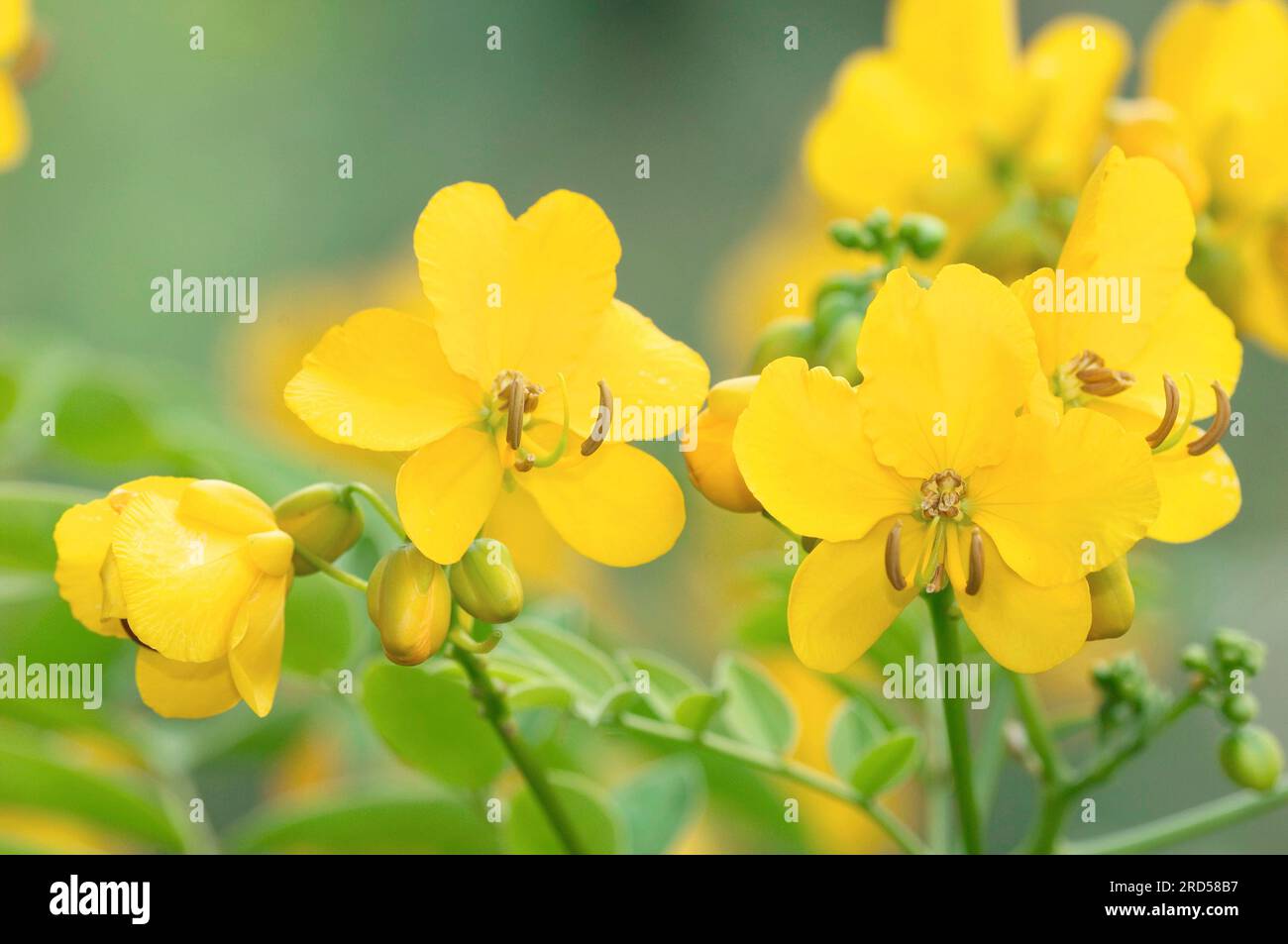 argentine argentine Senna (Senna corymbosa), Cassia (Ranunculus), Caesalpiniaceae Banque D'Images