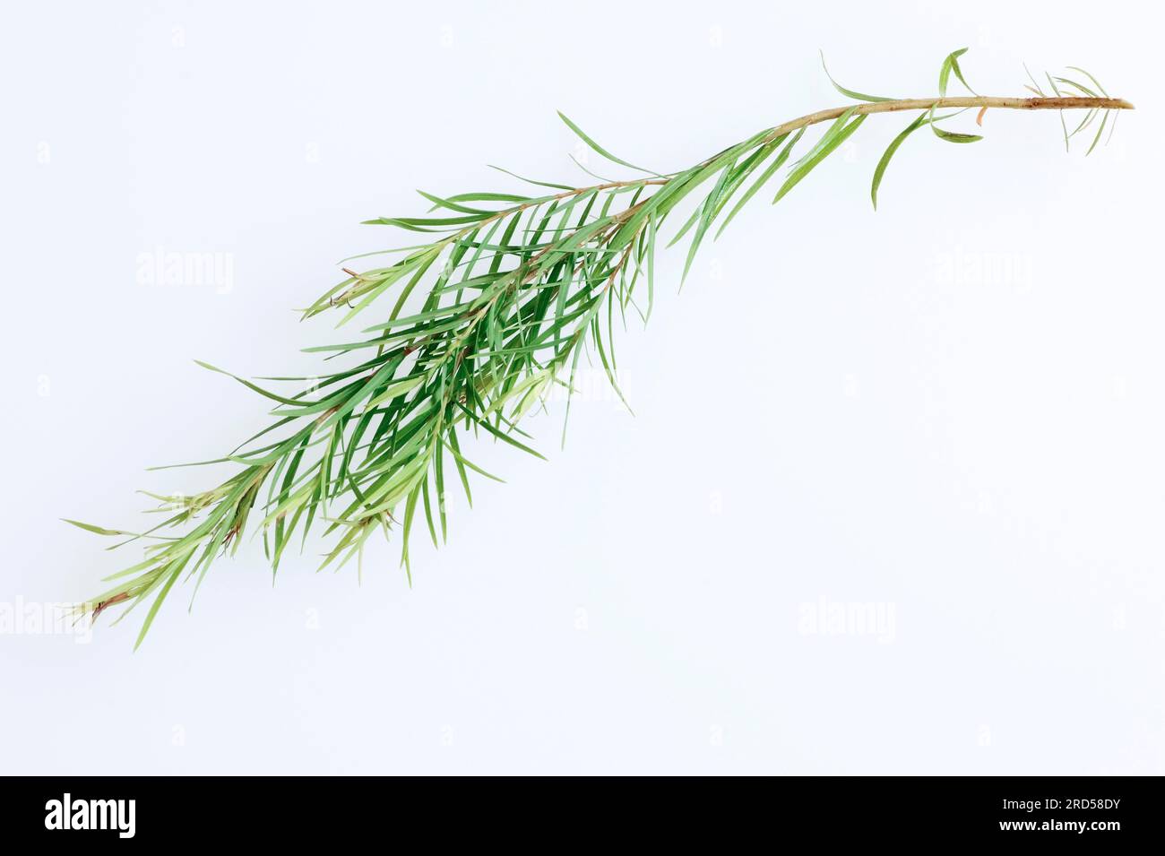 Arbre à thé (Melaleuca alternifolia), branche Banque D'Images