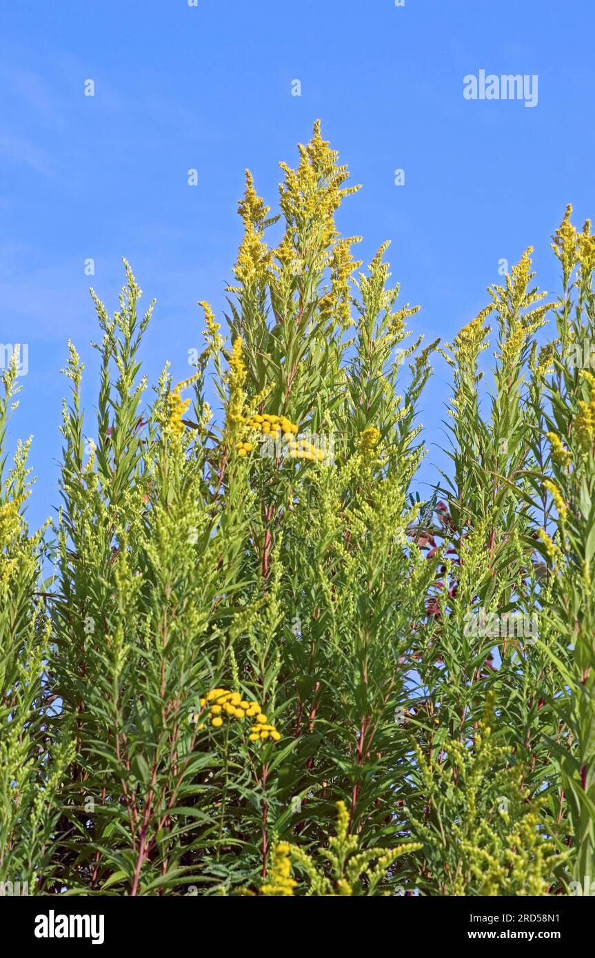 Verge d'or géante (Solidago gigantea), Rhénanie du Nord-Westphalie, grande verge d'or, Allemagne Banque D'Images