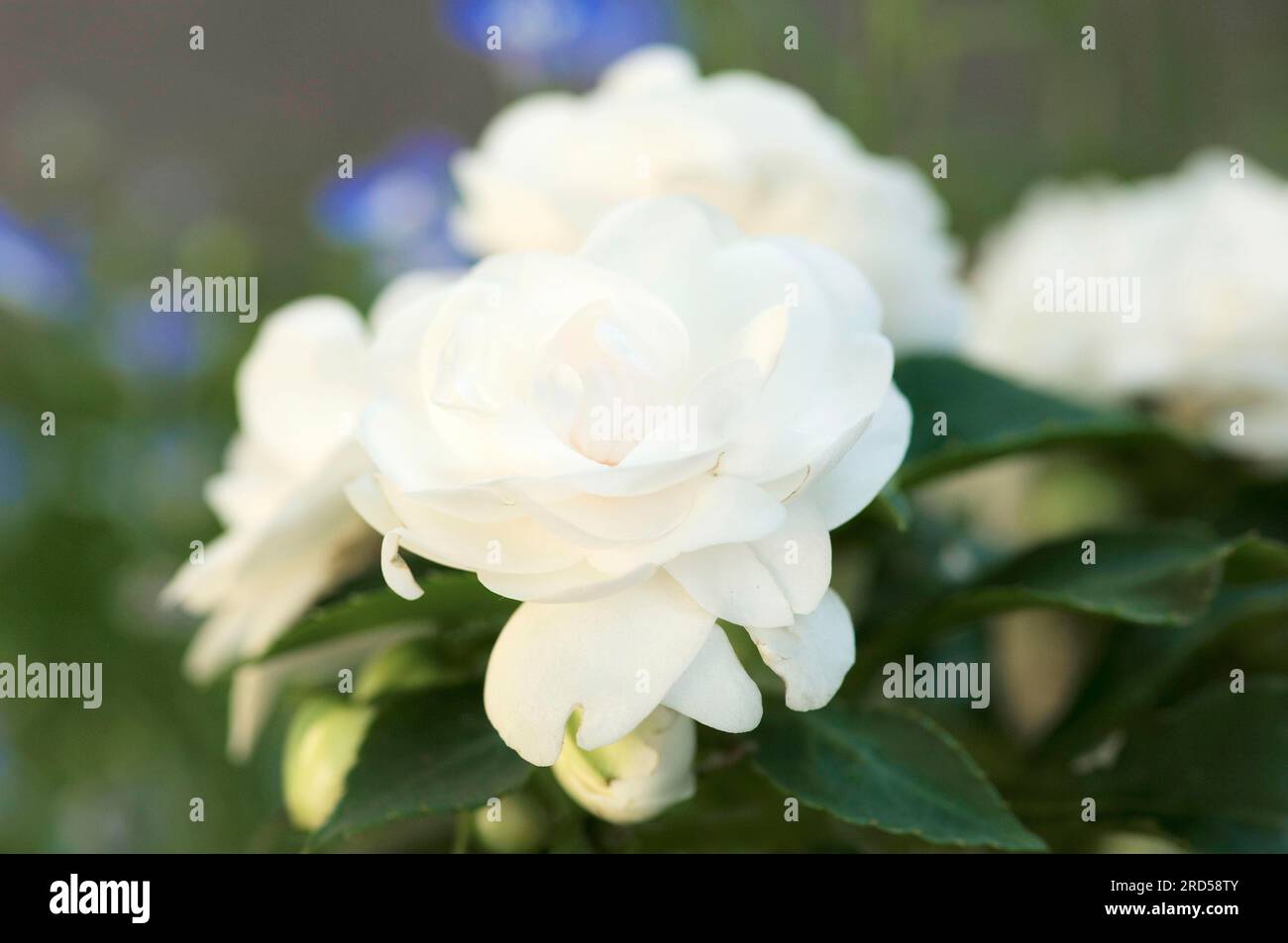 Busy Lizzies 'Double Carousel' (Impatiens walleriana-hybride) Banque D'Images