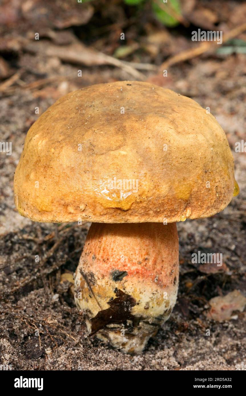 Luride bolète de luride (Boletus luridus), pays-Bas Banque D'Images