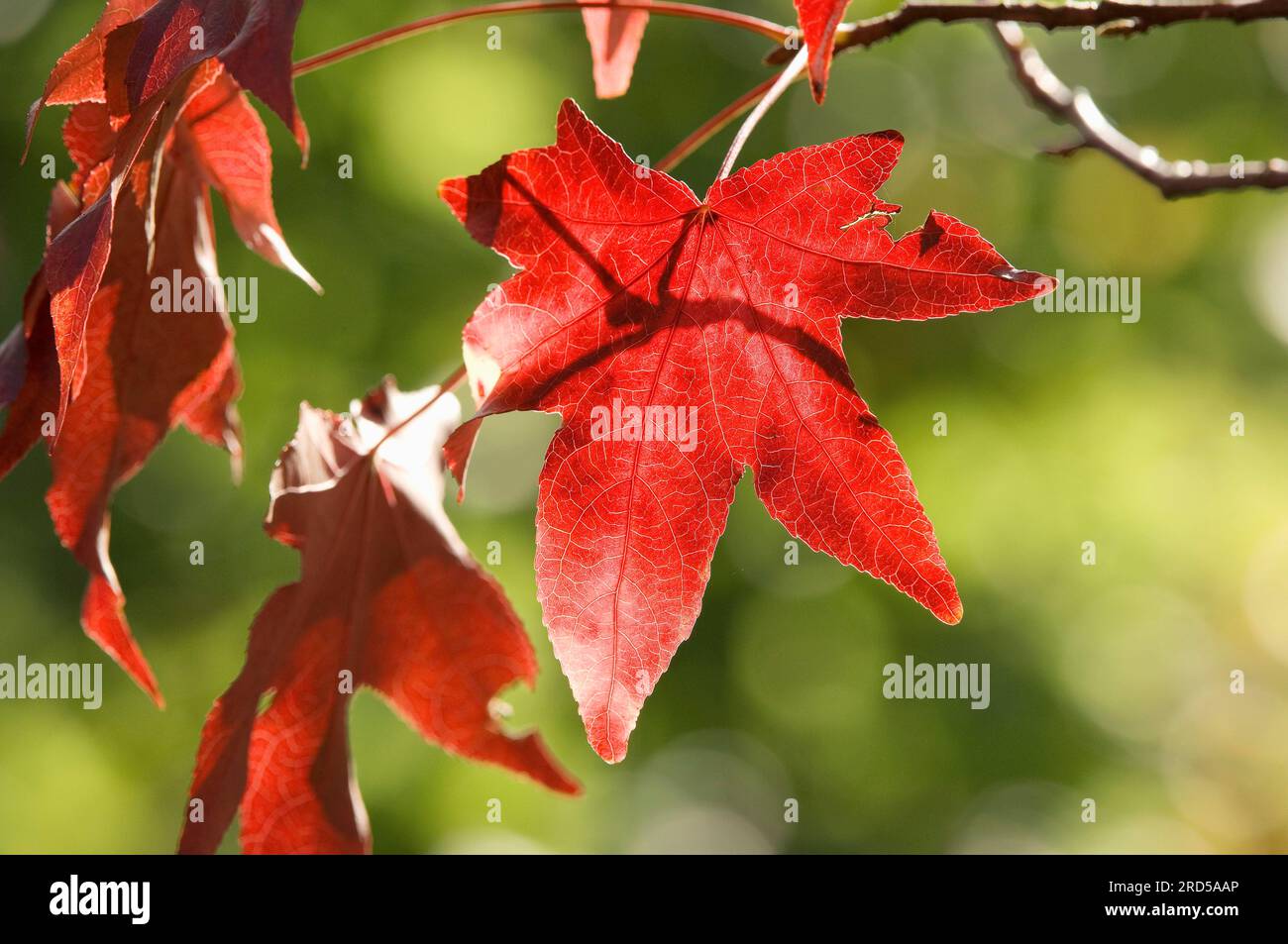 Feuille De Gomme Douce. Liquidambar Styraciflua. Feuille D'automne Jaune  Isolée