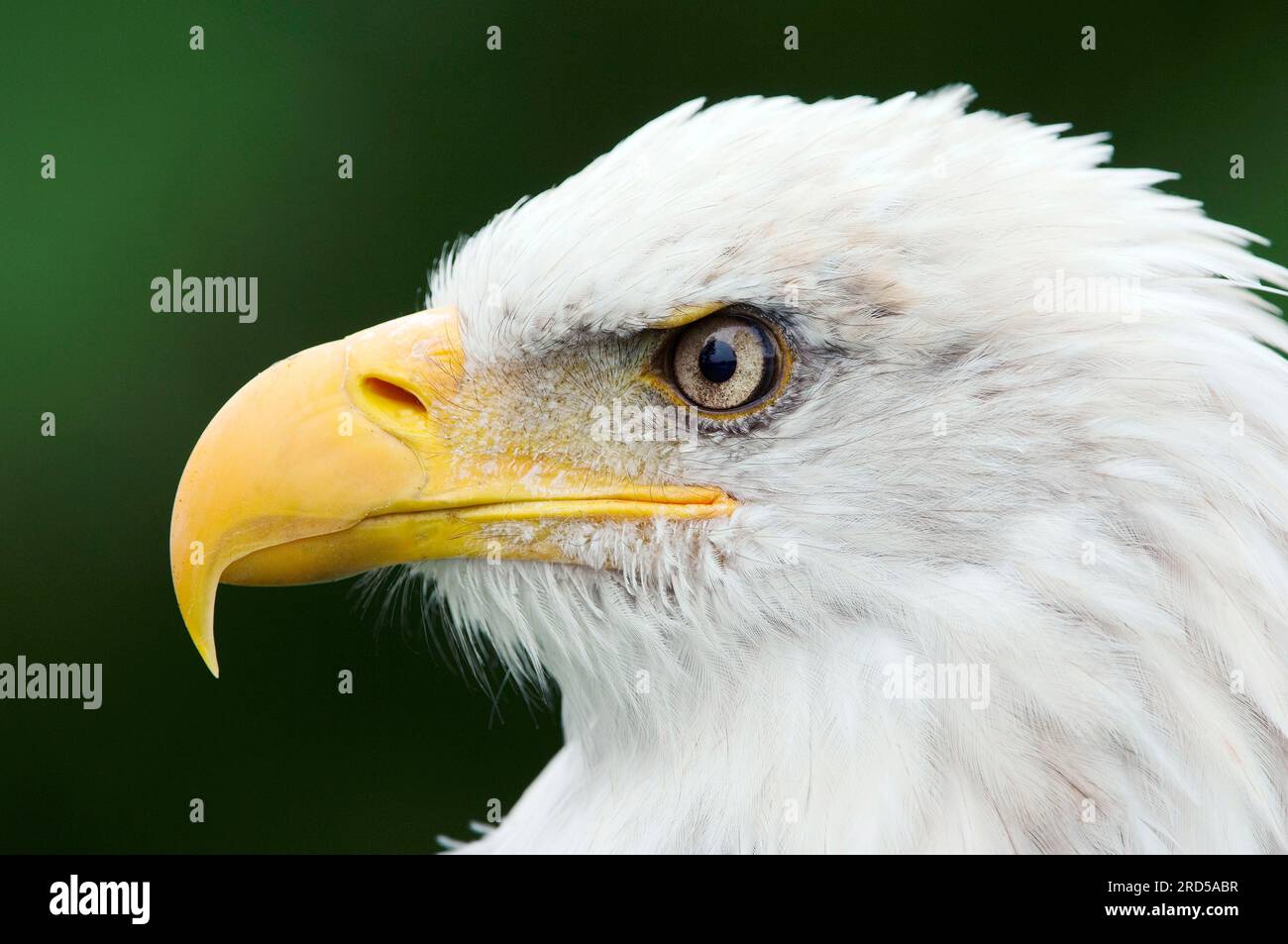 Aigle à tête blanche (Haliaeetus leucocephalus), latéral, profil Banque D'Images